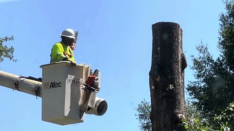 Cutting a huge oak tree from a bucket truck