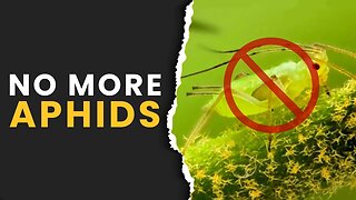 Aphids: Everything You Need to Know