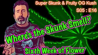 S05 E16 Super Skunk / Fruity OG Kush Organic Cannabis Grow – Week 6 of Flower & No Skunk-Smell...?