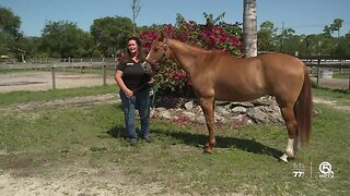 Nearly 2 dozen starving horses rescued in Okeechobee County