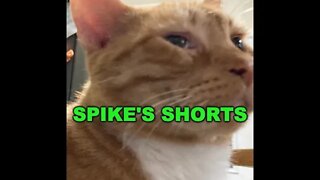 Spike's Shorts The Bat