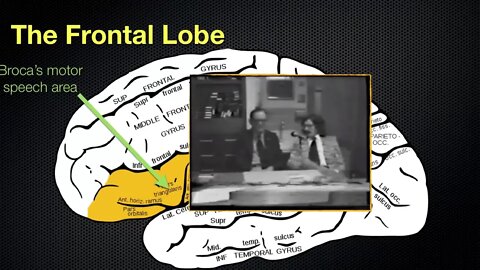 065 The Anatomy and Functions of the Frontal Lobe