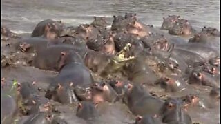 30 hippos gang up on crocodile