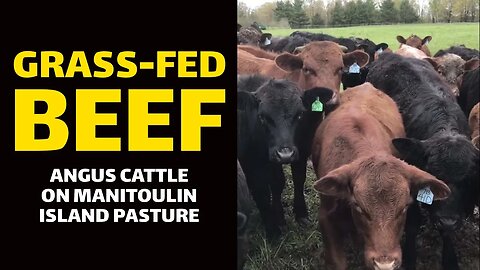 GRASS-FED BEEF: Angus Cattle on Manitoulin Island Pasture