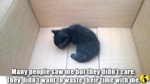 Tiny Kitten Found By Caring Samaritan In Cardboard Box