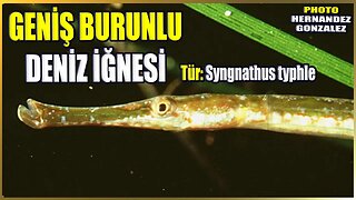 Geniş Burunlu Deniz İğnesi Balığı Hakkında Bilgi | Syngnathus typhle | Akdeniz Balıkları