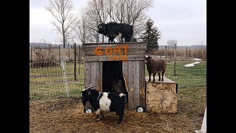Adding to our little herd: Bringing home new Nigerian Dwarf goats