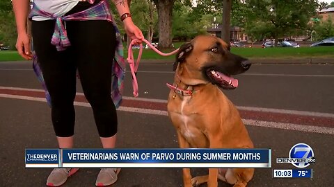 Veterinarians warn of Parvo during summer months