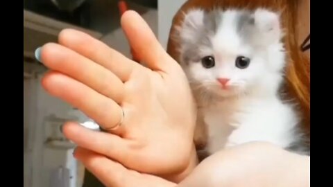 lovebabykittenfunnyvideo, cute cat funny video, follow me for more interesting video