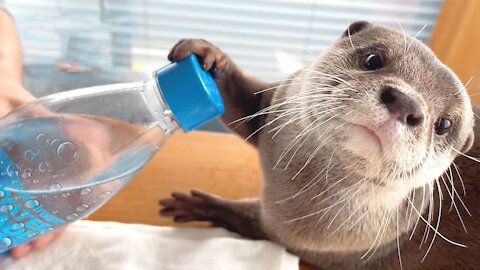 FUNNY ANIMALS Otter Reacts To Trying Sparkling Water