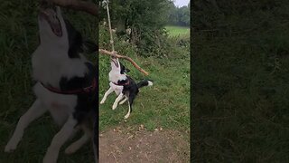 Mylo chasing the rope swing