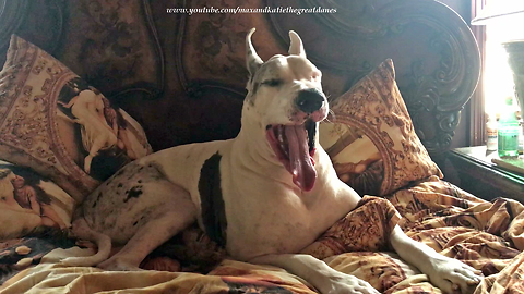Funny Great Danes Prove Yawning is Contagious