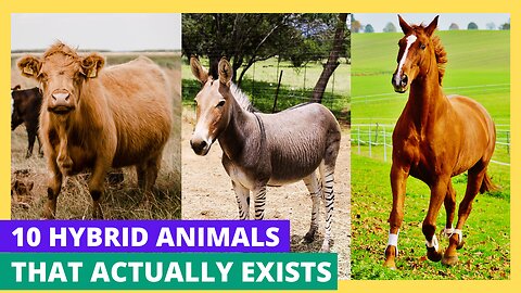 10 Amazing Beautiful Hybrid Animals Actually Exist