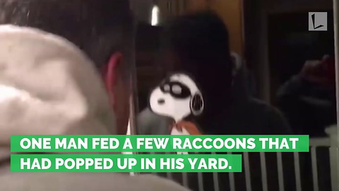 Man Makes the Mistake of Feeding Hungry Raccoons, Opens Door to Entire Army Waiting For Dinner