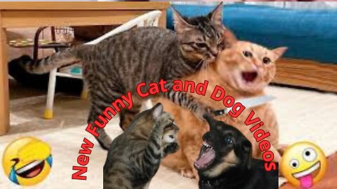 New Funny Cat and Dog Videos 😹🐶 Funniest Animals 😍😹🐶😍