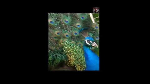 Peacock Facts #shorts #amazingfacts #animals #peacock
