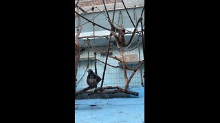 Cutest Monkey Video 🫡