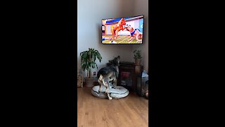 Spanish Mastiff Watches 'Puppy Bowl' With Extreme Enthusiasm