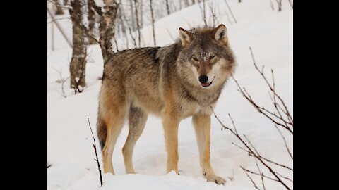 Meet a life-sized timber wolf up close