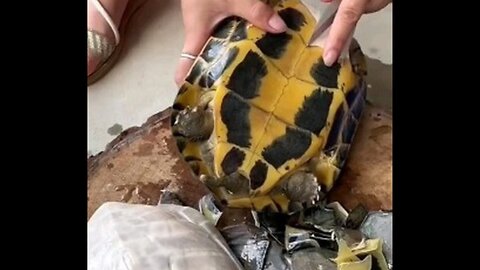 Cutting giant turtle 🐢 😱