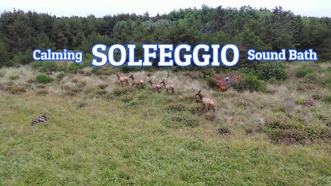 Immerse Yourself in Tranquility: Harmonizing Solfeggio tones with Majestic Elk Scenery