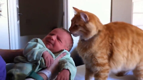 Cats and newborn Babies first meeting and their bond
