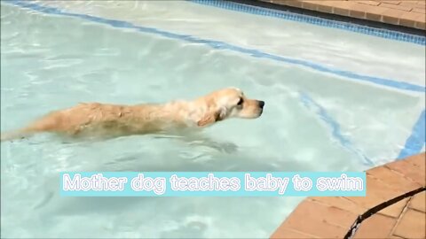 the dog is swimming