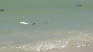 Red tide effects hitting bay area beaches