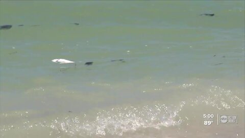 Red tide effects hitting bay area beaches