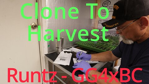 Spider Farmer SE7000 Runtz/GG4xBC Grow Cycle E:23-28 - Clone To Harvest