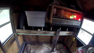 Building Chicken Nesting Boxes & Chick Brooder In Coop