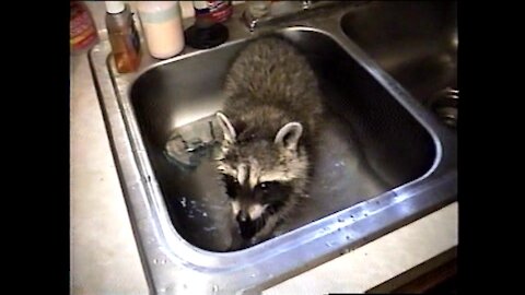 Pet Coon Plays With Ice Cube In Kitchen Sink