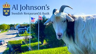 Don't Miss the GOATS on the ROOF at Al Johnson's Restaurant