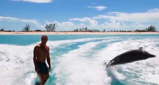 Wakeboarders surfing with dolphins