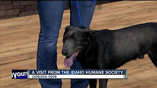 Idaho Humane Society: Ace
