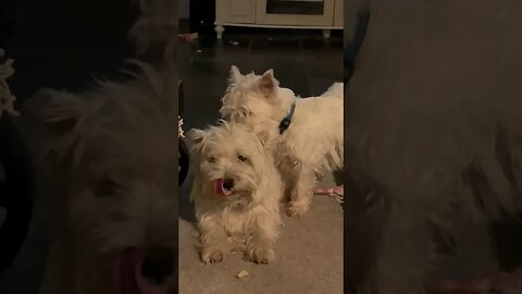 Couples Massage #Westie #dogs #dogsofinstagram #funny #shortvideo