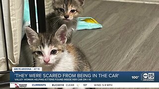 Valley driver finds kittens underneath hood of car while driving on I-10