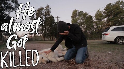 He Almost Got Killed/ DIY Tree House/ Permaculture Chicken Plans/ New animal On the Farm!!!