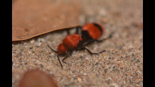 Toad eats toxic velvet ant and regrets it