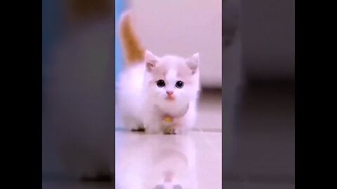 A cute baby cat wana remember his mommy