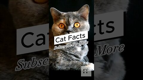 Cat Facts - You Don't Know😺#cats #catfancy #catlover #cat #catvideos #catsoftiktok #catsofinstagram