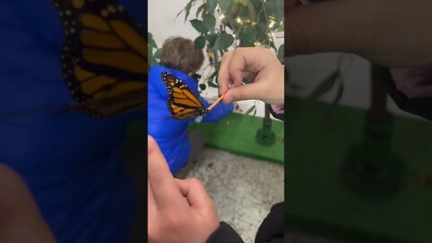 Petting a Monach Butterfly #short #shorts