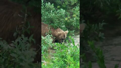 Grizzly Bear Encounter Katmai National Park Alaska #kovaction #packyourbag #bears #shorts