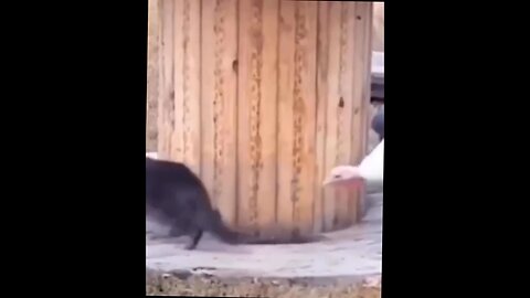 cat chasing mouse is chased by turkey and guinea fowl around a barrel