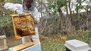 Giving pillar queen frame of honey from farm house girls.