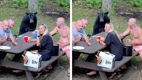 Family Picnic With Wild Bear