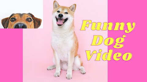 Very Very Funny Dog Video