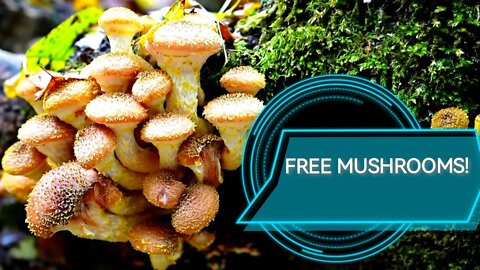 🍄 Free Mushrooms from the Forest /Mushroom picking! Mountain life / Relaxing /ASMR