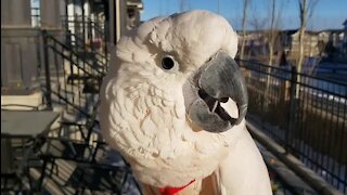 Talkative Cockatoo delivers hilarious imitation of a chicken