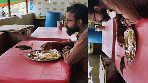 Heartwarming Video Man & Bird Eat Food From The Same Plate